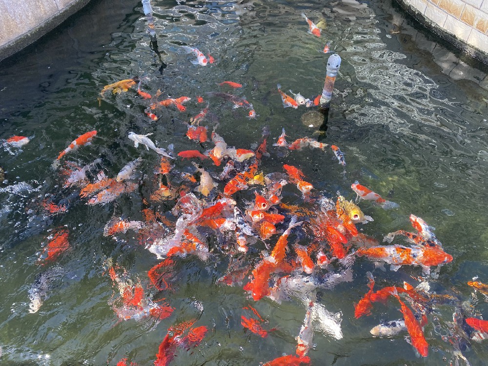 公司魚(yú)池